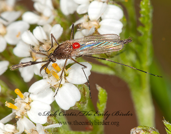 Aedes vexans~  FLOODWATER MOSQUITO 3013759z