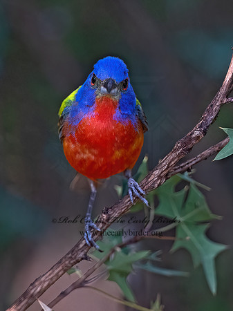 Passerina ciris  PAINTED BUNTING 3040959z