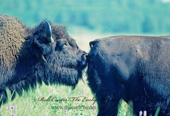 Bison bison  BISON 31231z