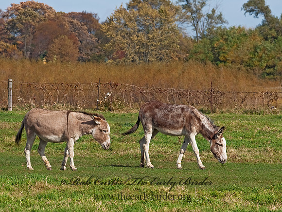 Equus asinus  DONKEY 8024198z
