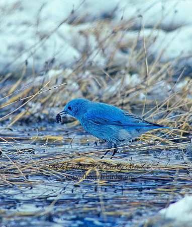 Sialia currucoides  MOUNTAIN BLUEBIRD  102935z
