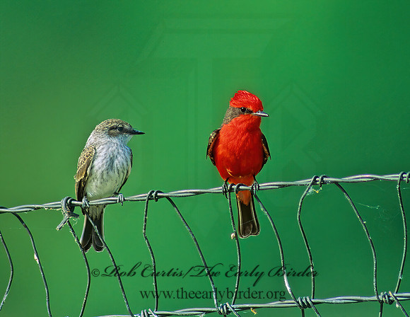 Pyrocephalus rubinus  VERMILION FLYCATCHER 72015Z
