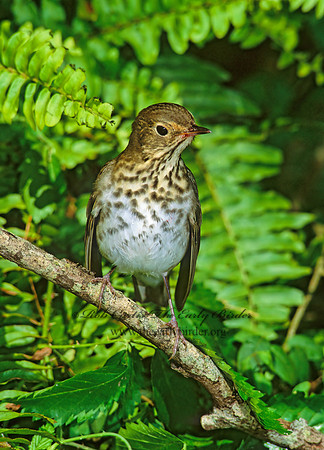 Catharus ustulatus  SWAINSON'S THRUSH 191212z