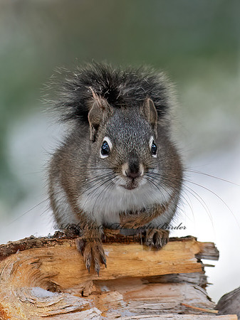 Tamasciurus hudsonicus  PINE SQUIRREL 6037004z