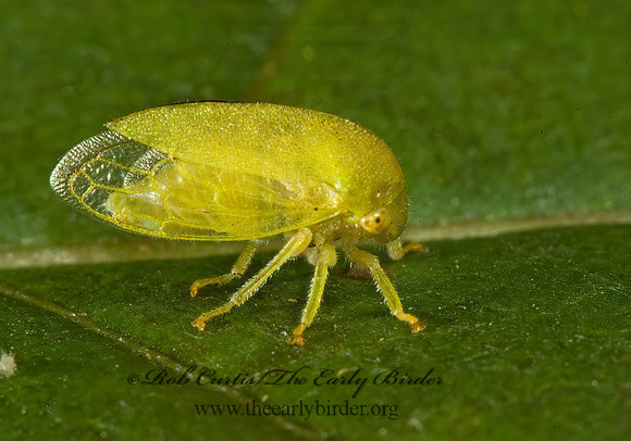 Atymna inornata 5011865z