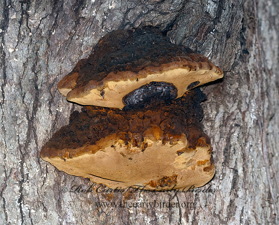 Phellinus  BRACKET FUNGUS 3010324z