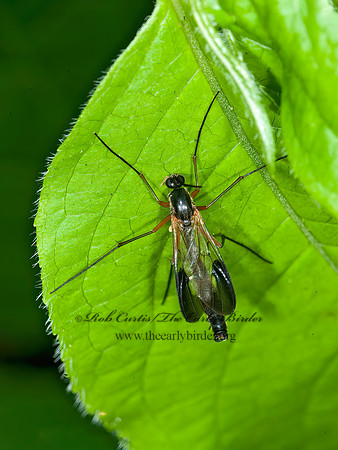 Platyura manteri  PREDATORY FUNGUS GNAT 8034552z