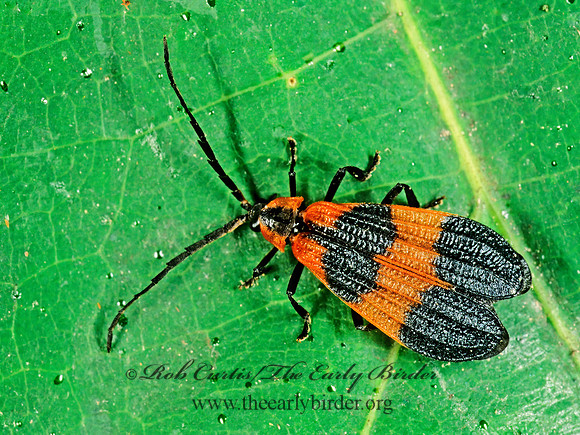 Calopteron reticulatum 243818z