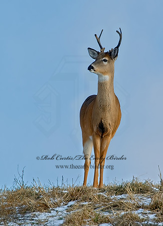 Odocoileus virginianus  WHITE-TAILED DEER  6019887z