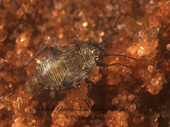 Saldula 207633z