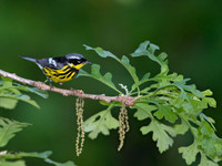 Setophaga magnolia MAGNOLIA WARBLER 9038996z