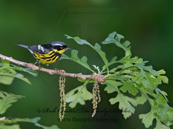 Setophaga magnolia  MAGNOLIA WARBLER 9038996z