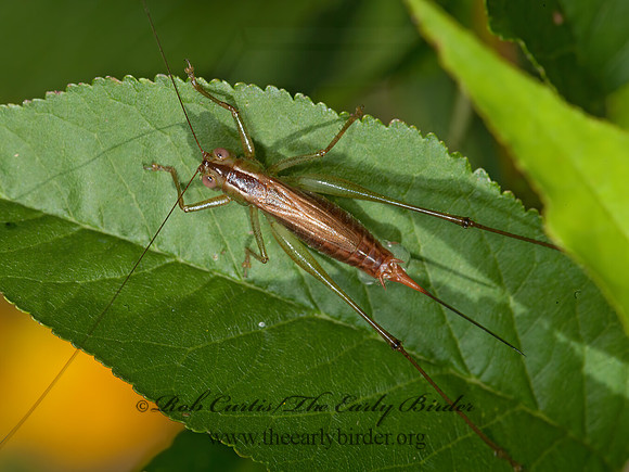 Conocephalus brevipennis SHORT-WINGED MEADOW KATYDID 8037625z
