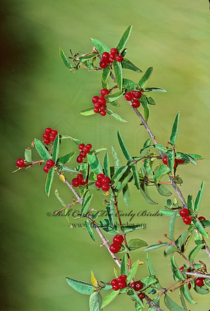 Lonicera tatarica  TARTARIAN HONEYSUCKLE 283314z