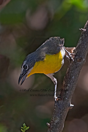Icteria virens  YELLOW-BREASTED CHAT 3039783z