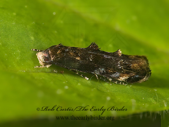 Mompha  CASEBEARER MOTH 8005156az