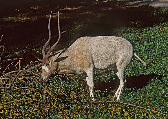 Addax basomaculatus  ADDAX 293832 Addaxz