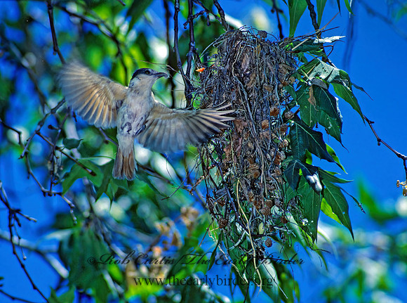 Pachyramphus aglaiae  ROSE-THROATED BECARD 94711z