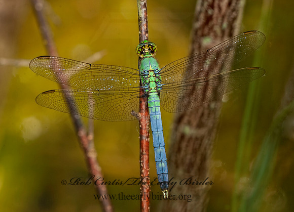 Erythemis simplicicollis EASTERN PONDHAWK 8022793 M