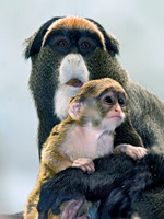 Cercopithecus neglectus DEBRAZZA'S MONKEY 6018536z