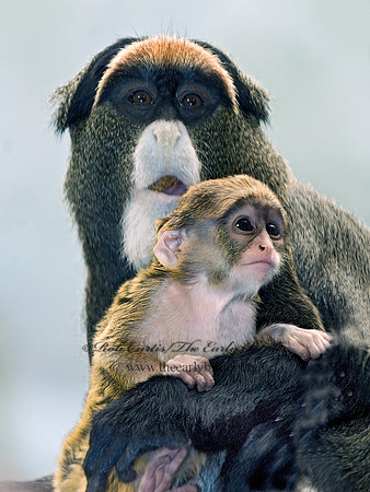 Cercopithecus neglectus  DEBRAZZA'S MONKEY 6018536z