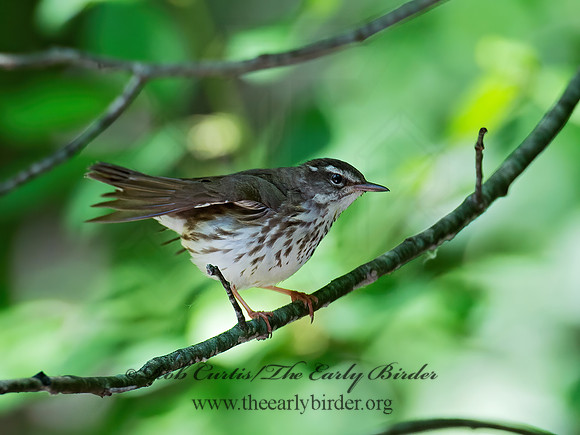 Parkesia motacilla  LOUISIANA WATERTHRUSH 9012634z