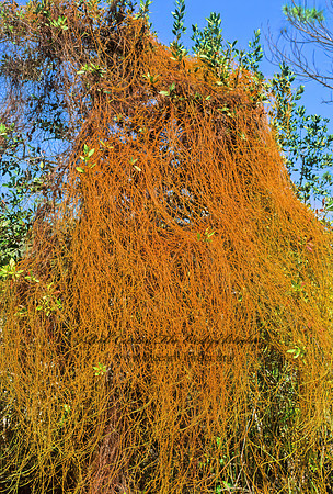 Cuscuta gronovi  DODDER 248315z