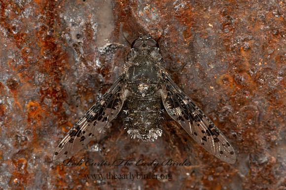 Anthrax oedipus complex  BEE FLY 3031765z