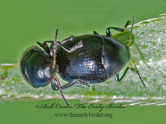 Lexiphanes saponatus  CASE-BEARING LEAF BEETLE 3022404z
