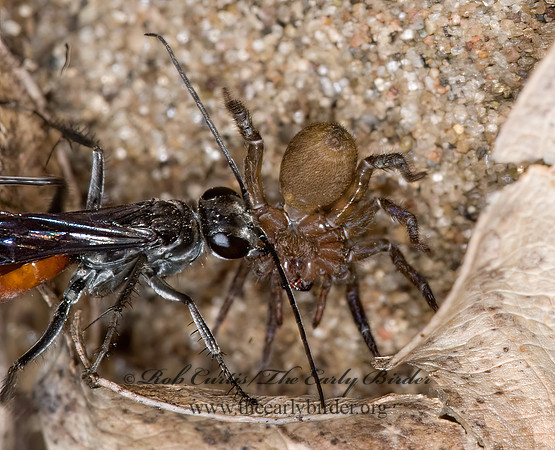 Anoplius semirufus  SPIDER WASP 6011970z