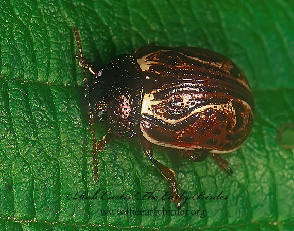 Calligrapha alni 209502z