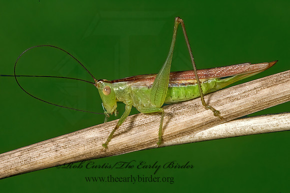 Conocephalus fasciatus fasciatus 5015348z