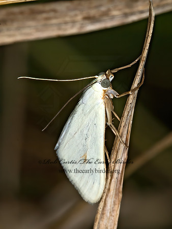 Sitochroa palealis  CARROT SEED MOTH 6010346z