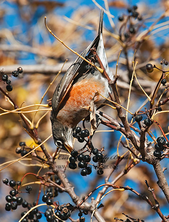 Turdus migratorius  AMERICAN ROBIN 3004629z