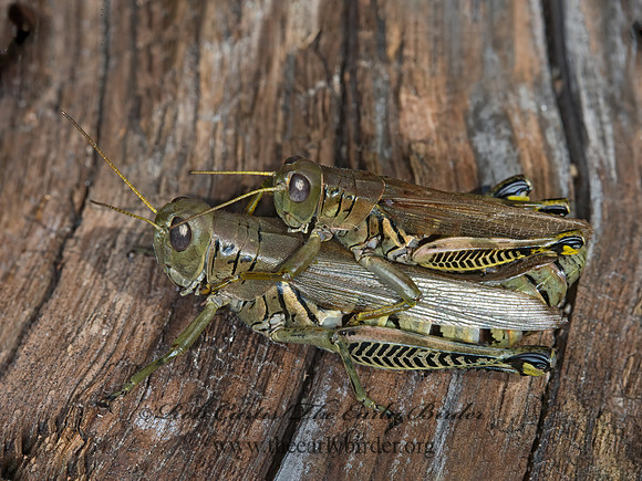 Melanoplus differentialis  DIFFERENTIAL GRASSHOPPER 9026031z