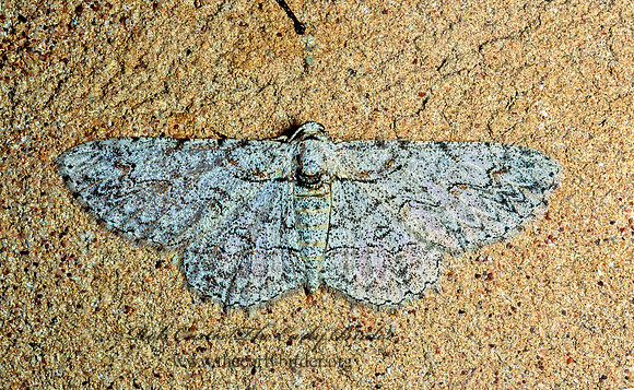 Iridopsis defectaria  BROWN-SHADED GRAY 54127z