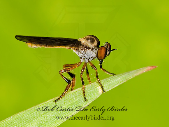 Holcocephala fusca  TRIGONOMIMINAE ROBBER FLY~ 8016979z