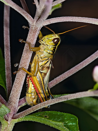 Melanoplus bivittatus femoratus  2-STRIPED  GRASSHOPPER 8034971z
