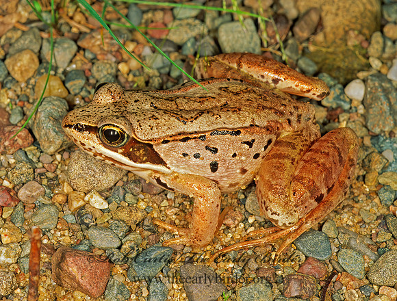 Lithobates sylvatica  WOOD FROG 207314 z