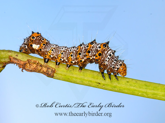 Alypia octomaculata  8-SPOTTED FORESTER MOTH 1305119z