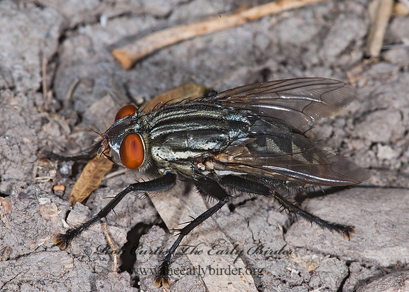Sarcophagidae  FLESH FLY 6024034z