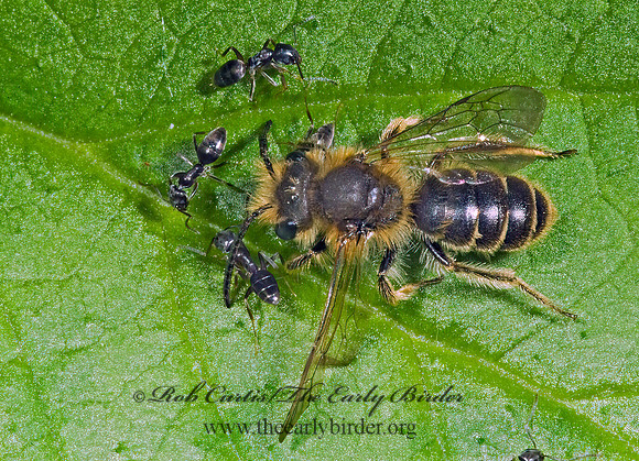 Andrena wilkella 4002974 Mz