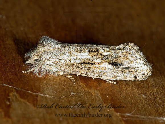 Acrolophus griseus capitatus  TUBEWORM MOTH  6023814z