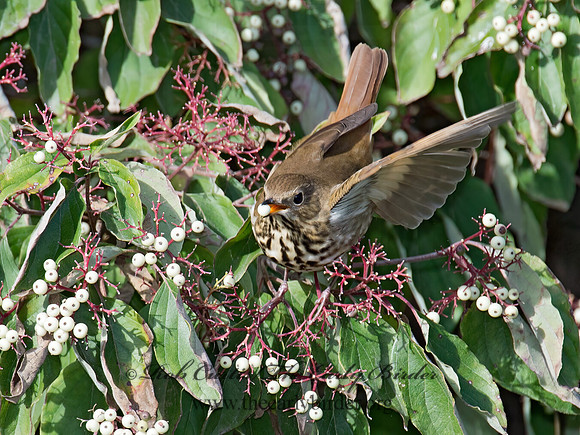 Catharus guttatus  HERMIT THRUSH 9015617z