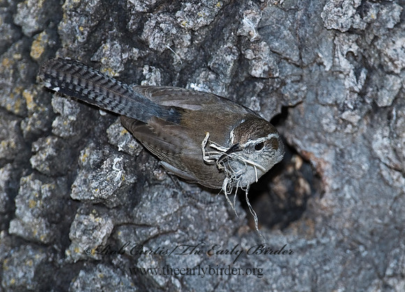 Thyromanes bewickii  BEWICK'S WREN 7008778z