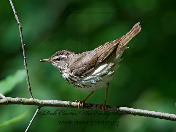 Parkesia motacilla  LOUISIANA WATERTHRUSH 9012661z