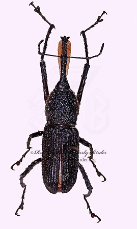Rhinastomus barbirostris 294132z