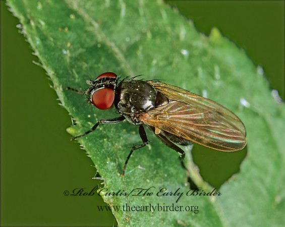 Lonchaea  LANCE FLY 1110231z
