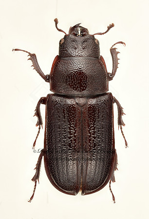 Ceruchus piceus 9020368z