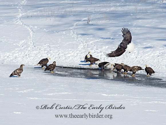 Haliaeetus leucocephalus  BALD EAGLE 9018981z